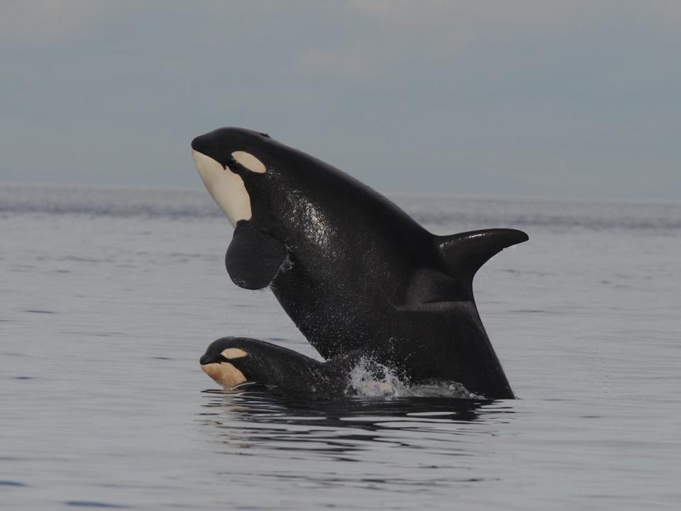 A killer whale and a calf breach over grey water.