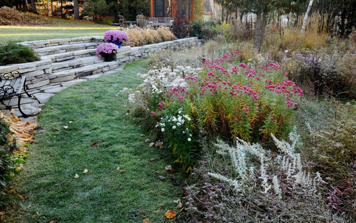 Garden plants on a frosty morning