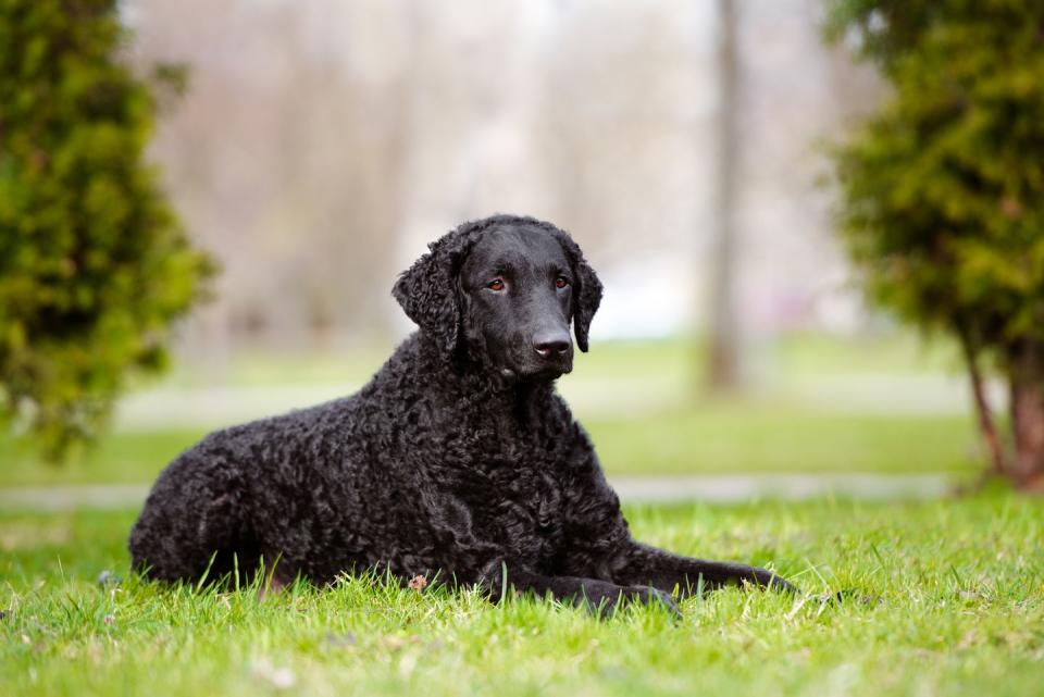 Curly-Coated Retriever