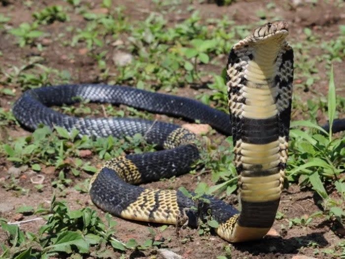 A West African banded cobra. A Texas man who owns one of the snakes reported that it has gone missing. Grand Prairie Police are currently searching for the reptile. (Grand Praire Animal Services)