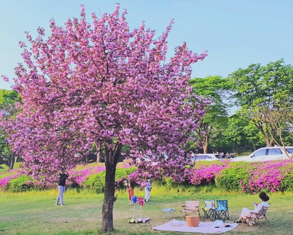 韓國櫻花2023｜隱世皇櫻花、摘士多啤梨、高空展望台一天遊！每位$559包韓式美食吃到飽及火鍋午餐