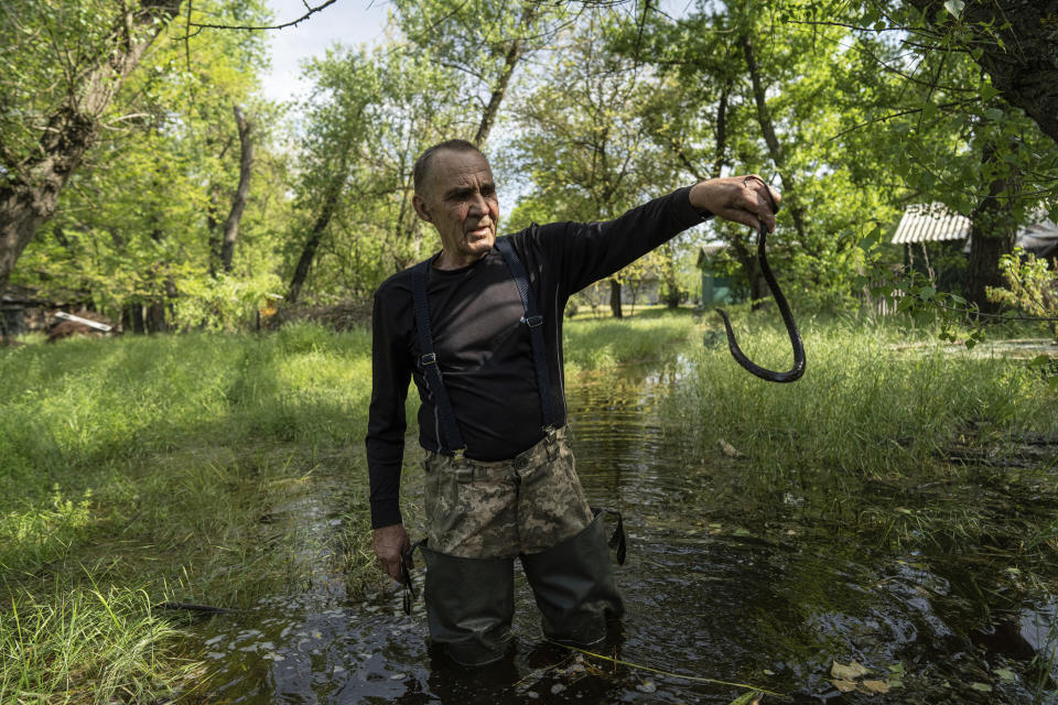 Ihor Medyunov, a local hunter, holds a snake at the flooded courtyard in the island of Kakhovka reservoir on Dnipro river near Lysohirka, Ukraine, Thursday, May 18, 2023. Damage that has gone unrepaired for months at a Russian-occupied dam is causing dangerously high water levels along a reservoir in southern Ukraine. (AP Photo/Evgeniy Maloletka)