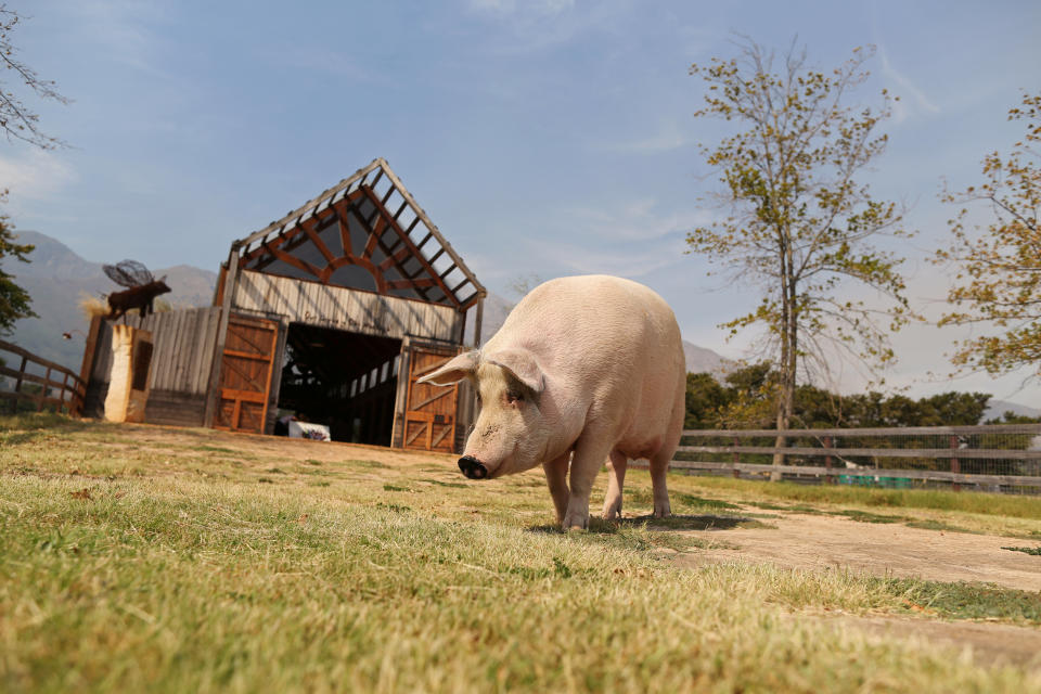 Pigcasso, a rescued pig, goes for a walk after painting at the Farm Sanctuary in Franschhoek, outside Cape Town, South Africa. (Photo: Sumaya Hisham/Reuters)