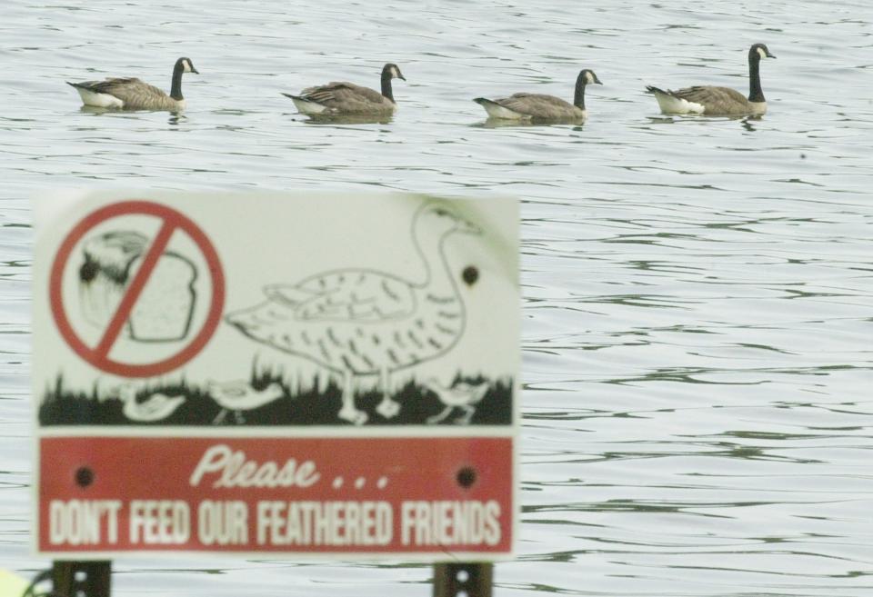 Four Canada geese swim in Wreck Pond in Spring Lake, N.J., Friday, July 18, 2003,  near a sign asking visitors not to feed them. (AP Photo/Daniel Hulshizer)