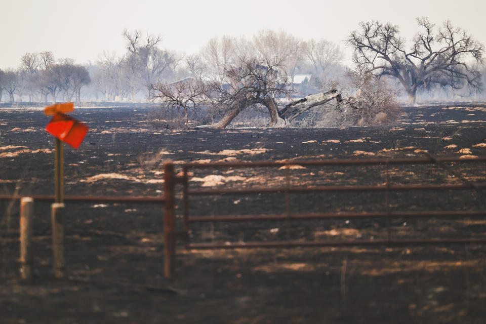A fallen tree sits in a burned out-pasture in Canadian, Texas, on Wednesday.
