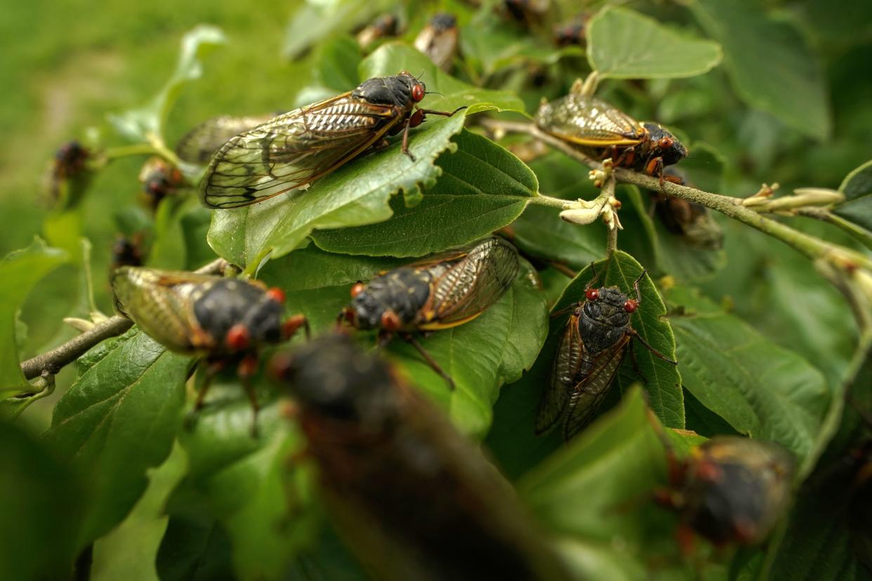 Adult cicadas cover a plant, Monday, May 17, at Woodend Sanctuary and Mansion, in Chevy Chase, Md. 