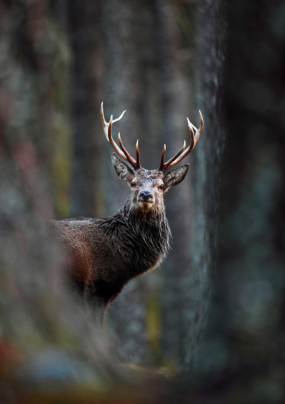 Portrait Category Winner: 'Red Deer Stag In Pine Forest', by Neil McIntyre, taken in Carngorms National Park, Scotland