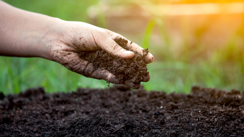 Soil being picked up by a hand