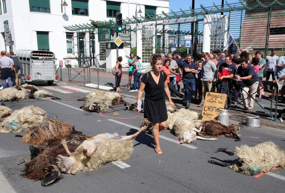 FILE - In this Sept. 2019 file photo, a woman walks among dead sheep, after farmers protesting against the rising bears attacks on sheep herds in Pyrenees mountains left the sheep in the sub-prefecture of Bayonne, southwestern France. Farmers who raise sheep for milk and meat high in the Pyrenees mountains are rejoicing after French President Emmanuel Macron promises them that he'll not authorize the release into the wild of any more bears responsible for increasingly deadly attacks on herders' flocks. (AP Photo Bob Edme, File)