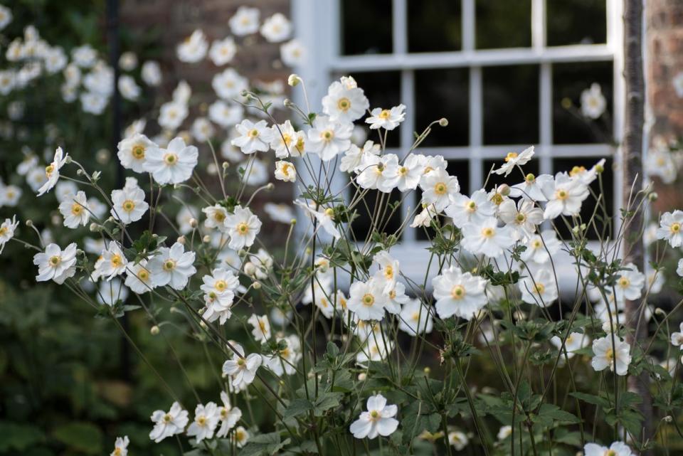 White Japanese Anemone flowers growing in home garden. 