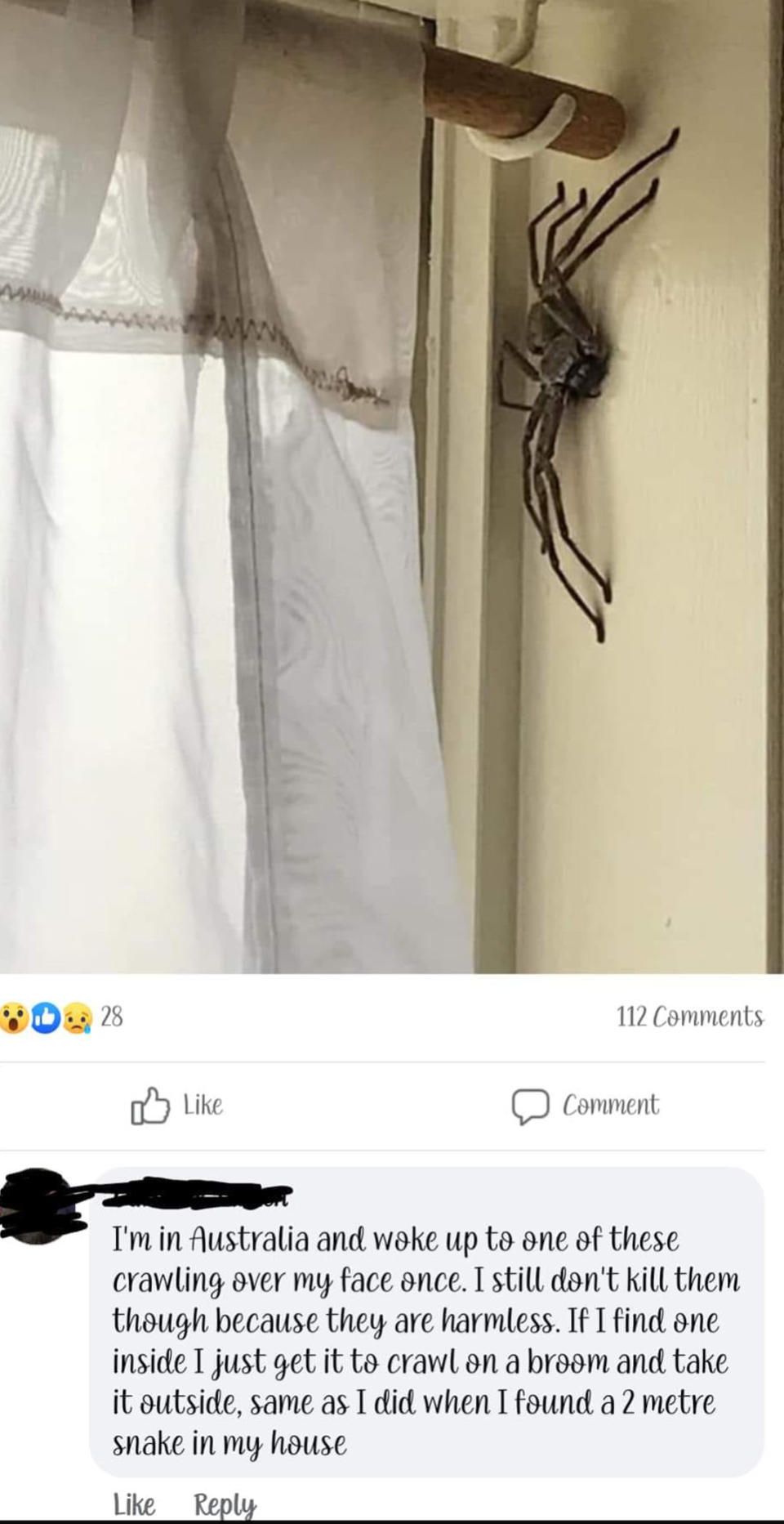 Social media users were shocked to find out that such huge spiders exist in Australia. Photo: Facebook