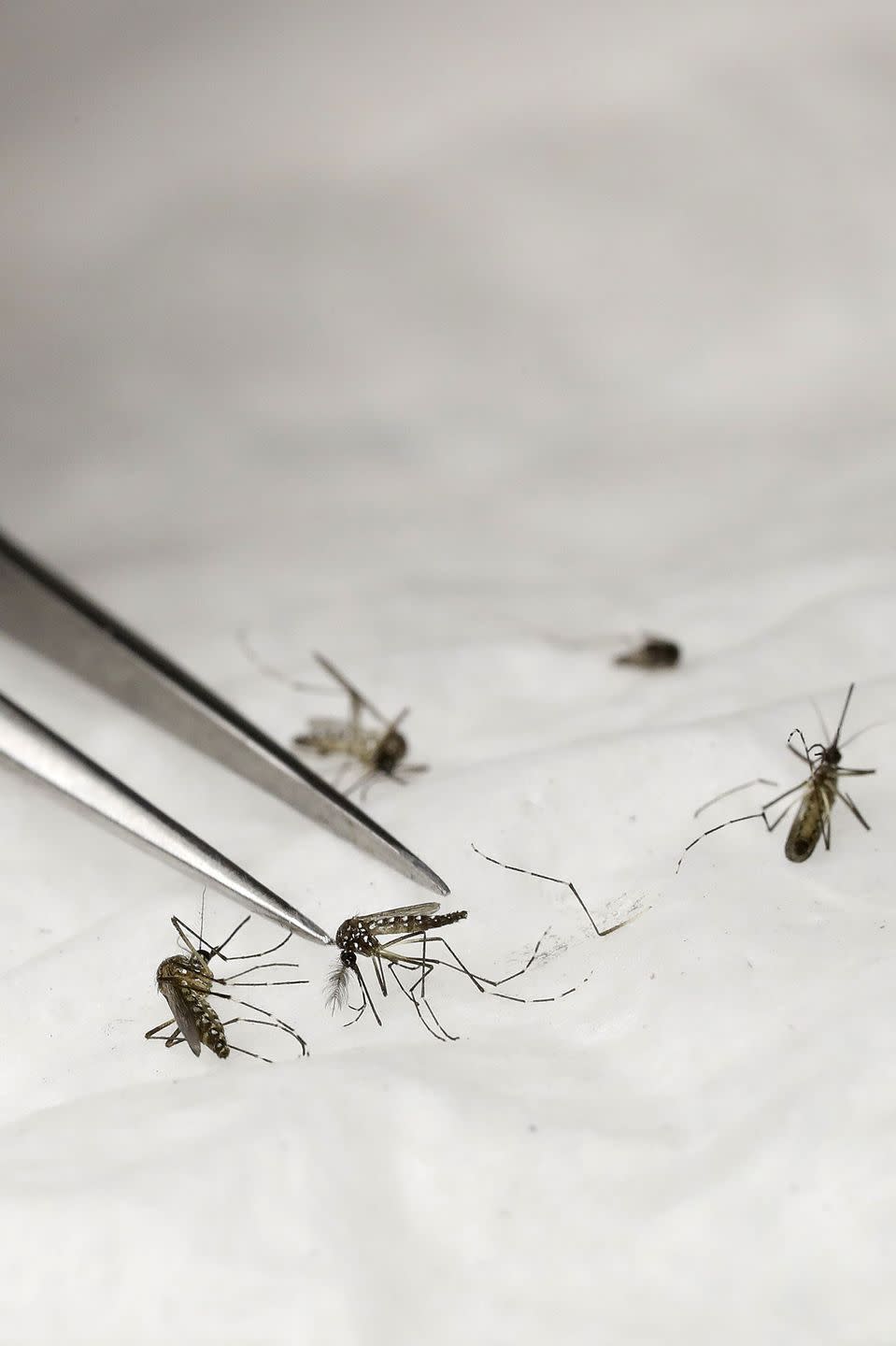 <p>They may be small, but they cause millions of deaths a year around the world, according to the World Health Organization. This is because mosquitoes carry and transmit a number of viruses and diseases, from malaria to dengue to yellow fever. In 2015 alone, there were 438,000 deaths from malaria.</p>