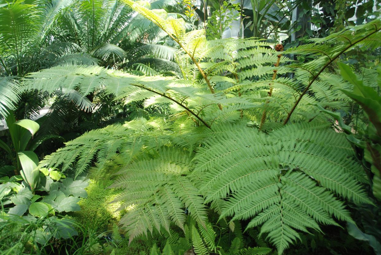 Australian tree ferns add elegance to shaded gardens.