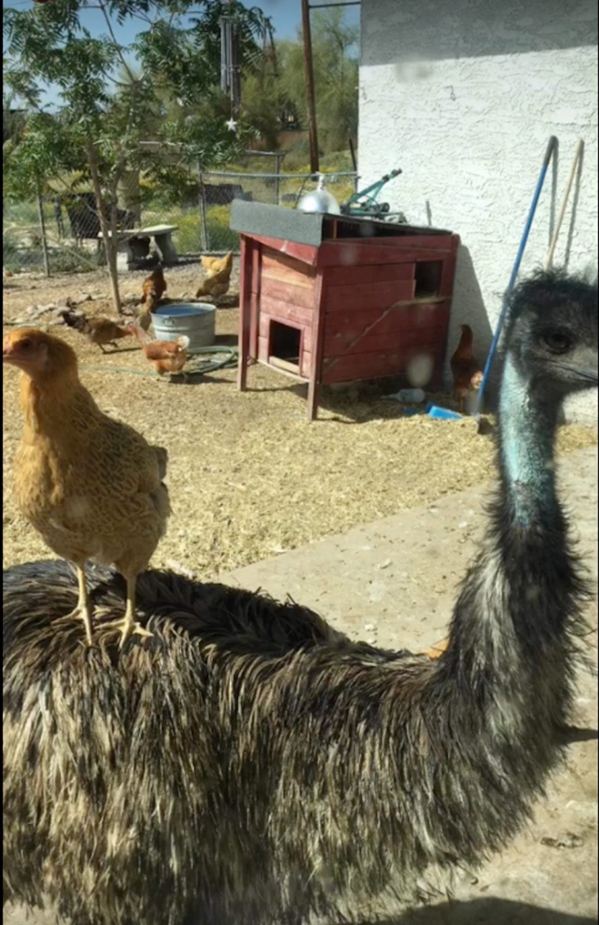 Richard the emu (Stephanie Moilan / Facebook)