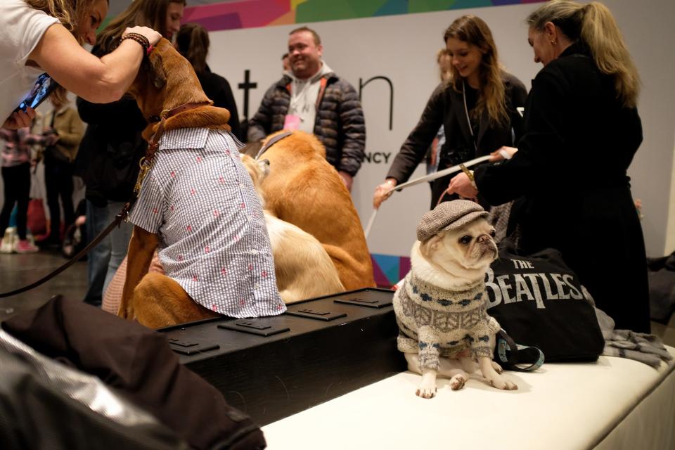 Inside PetCon 2018, the largest gathering of Insta-famous pets—and those aspiring to spon-con their sheepadoodle.