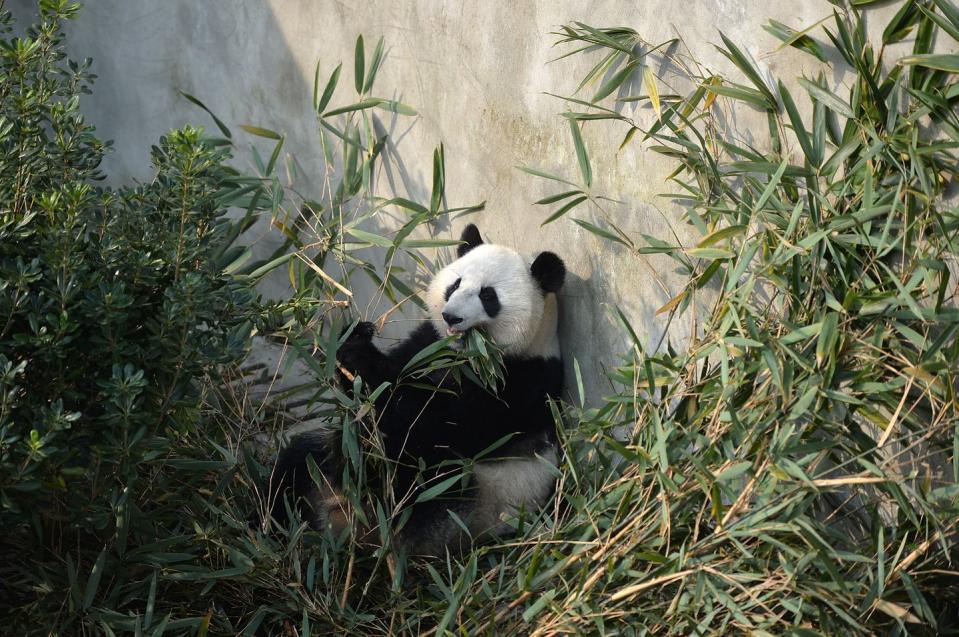 Feed a giant panda at the Atlanta Zoo.