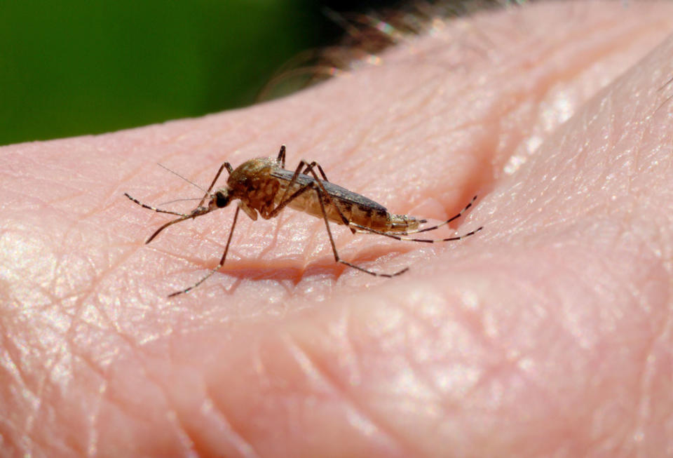 Bei fiesen Mücken soll ein Körperöl helfen. (Bild: ddp Images)