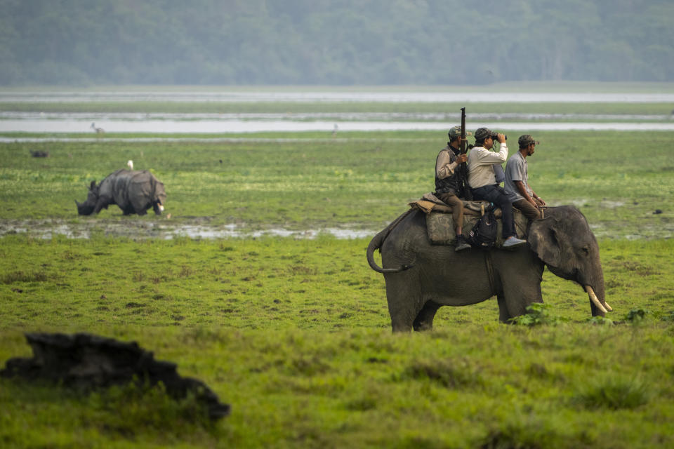 Forest officers count one-horned rhinoceros' during a rhino census in Kaziranga national park, in the northeastern state of Assam, India, Sunday, March 27, 2022. Nearly 400 men using 50 domesticated elephants and drones scanned the park’s 500 square kilometers (190 square miles) territory in March and found the rhinos' numbers increased more than 12%, neutralizing a severe threat to the animals from poaching gangs and monsoon flooding. (AP Photo/Anupam Nath)