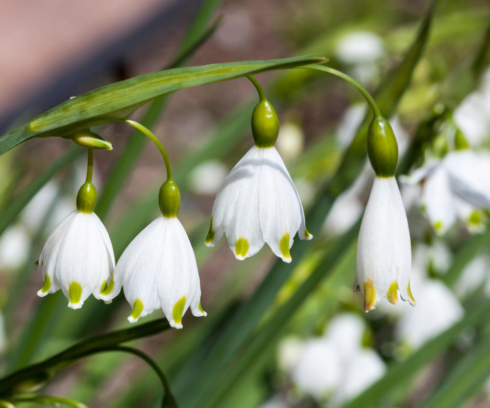 plants for wet soil Leucojum aestivum Gravetye Giant in spring display