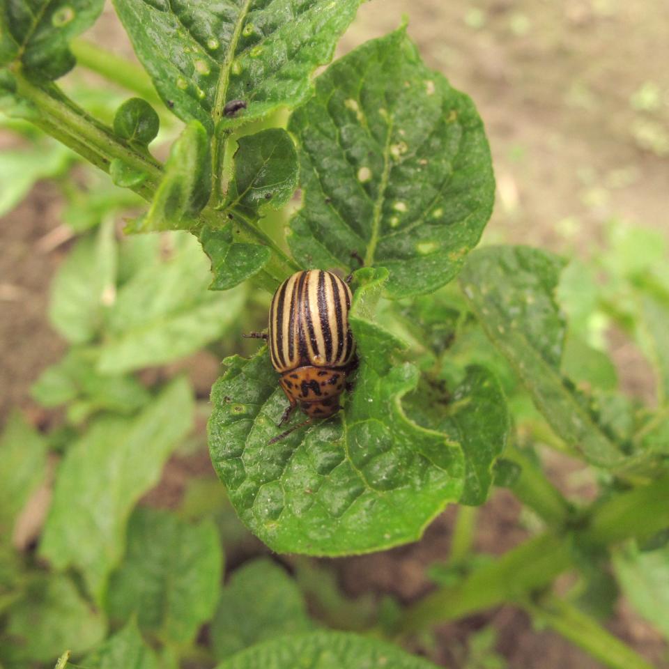 This potato beetle will lay orange eggs under potato leaves. Remove them all by hand instead of using pesticides.