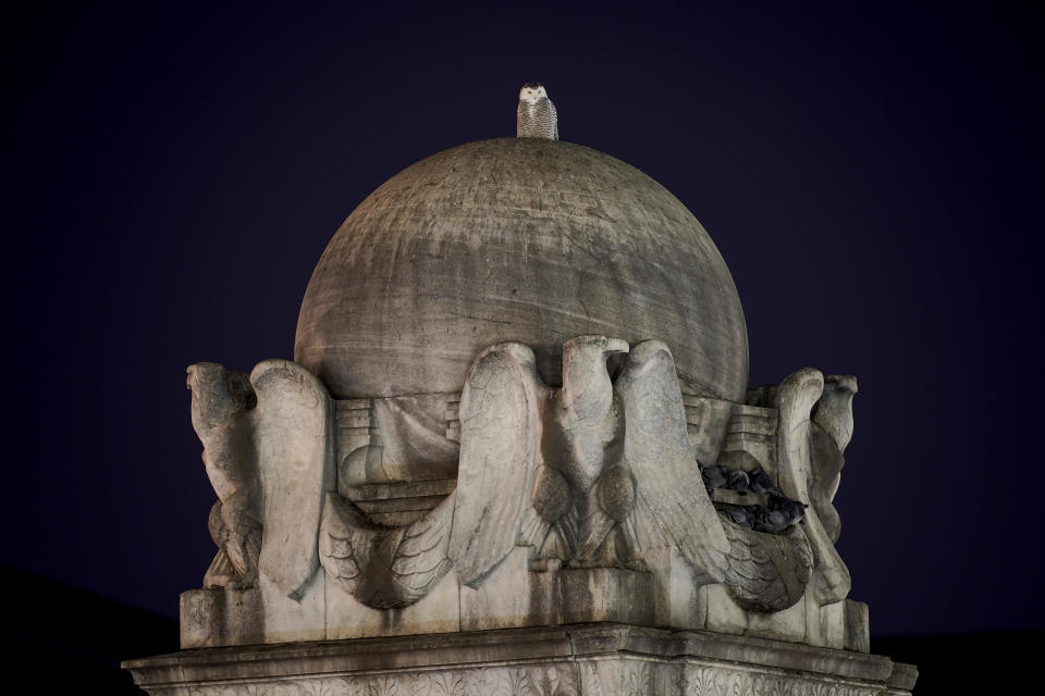 A rare snowy owl looks out from its perch atop the large marble orb supported by four eagles of the Christopher Columbus Memorial Fountain at the entrance to Union Station in Washington, Saturday, Jan. 8, 2022. “Snowy owls are coming from a part of the world where they see almost nothing human, from completely treeless open Arctic tundra,” said Scott Weidensaul, a researcher at nonprofit Project SNOWStorm, which tracks snowy owl movements. (AP Photo/Carolyn Kaster)
