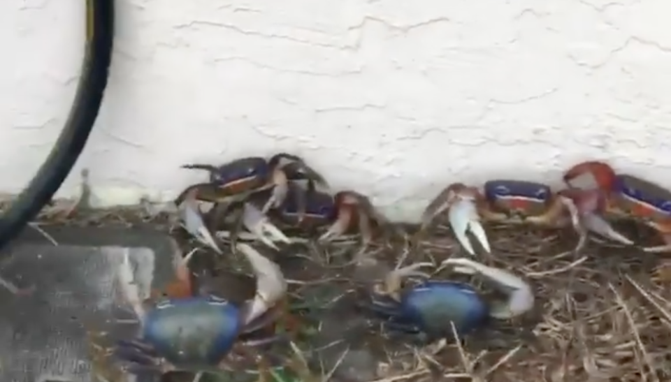 A man in Florida recently received hundreds of crabs as unexpected house guests.Heavy rain fall in south Florida forced hundreds of land crabs, which burrow underground, out of their holes and into the property of Dan Skowronski, a resident of of Port St Lucie. In a video shared to Facebook, the Florida man witnessed the home invasion with a surprising calm.“They must have got rained out of their holes,” he said while filming the crabs, which were scurrying all over his house and property. “All land crabs. Their homes got wiped out by the rain, and they’re all over.”“They’re more scared of me than I am of them,” he said, adding that “sometimes it happens once a year”.Florida saw heavy rainfall as Hurricane Barry geared up in the Gulf Coast throughout last week, before making landfall in Louisiana on Saturday. The storm left heavy flooding throughout New Orleans, but was downgraded to a tropical storm upon hitting the city, and did less damage than anticipated. Still, much of the city experienced rampant flooding, which is expected to continue and spread this week.In the Florida panhandle, far north above the crab invasion, the storm stirred up a mass influx of jellyfish, washing up on the sand as the water picked up into dangerous riptides. Public beaches were closed to swimmers while the fish and waves persisted.WPTV reports that the crabs in South Florida were gone by Friday.
