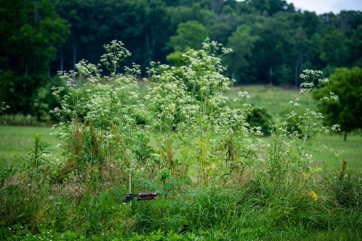 A cluster of poison hemlock grows along Vernal Pike west of Bloomington on Wednesday, June 14, 2023. 