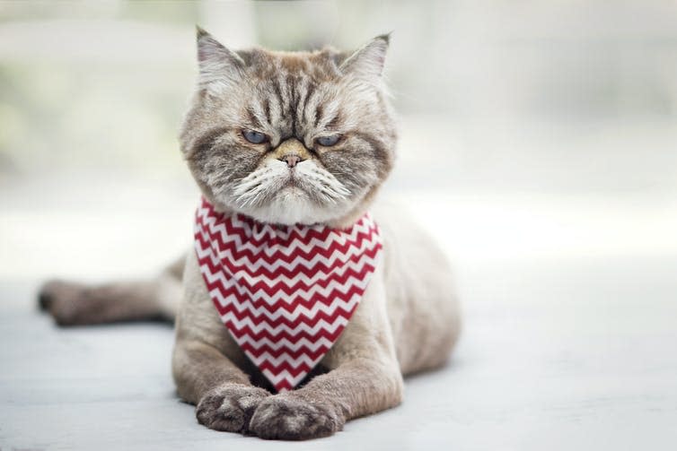 Angry cat looking at the camera through narrowed eyes. It wears a red and white bandana around its neck.