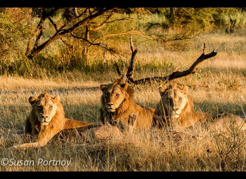 Three hot young males taking relaxing before the hunt.       © Susan Portnoy   Mombo Camp, Botswana