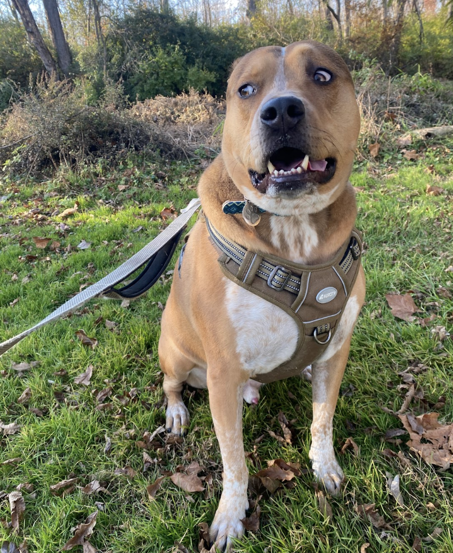 Dog with harness sitting on grass, looking to the side in suspicion