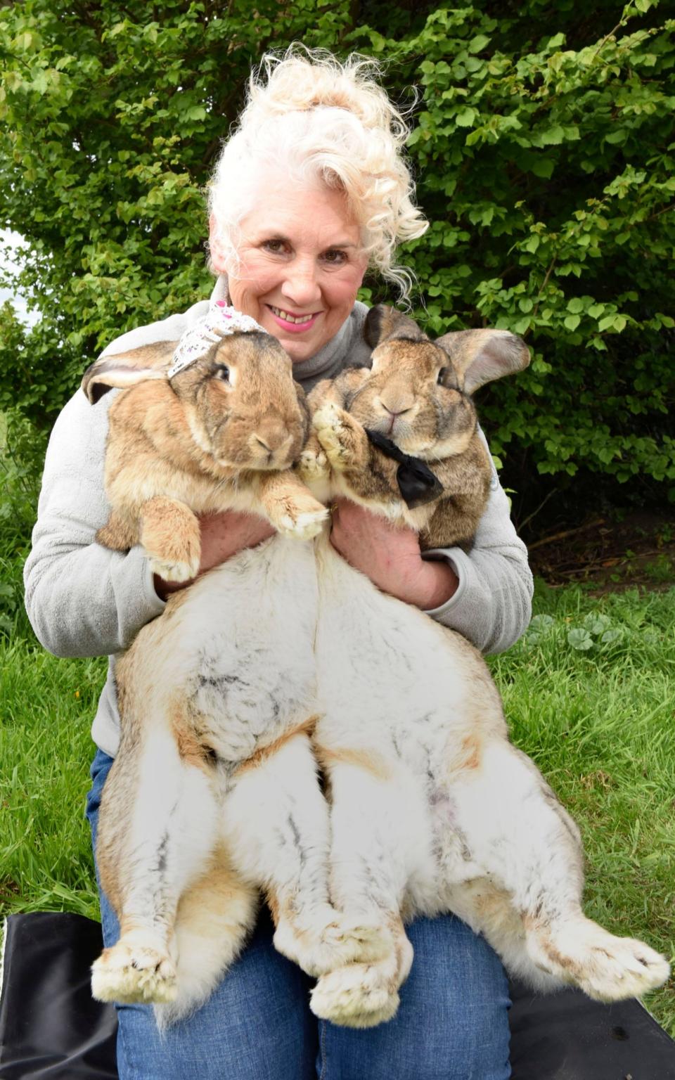 Breeder Annette Edwards with Darius, right, and another rabbit called Honey - Credit: Caters