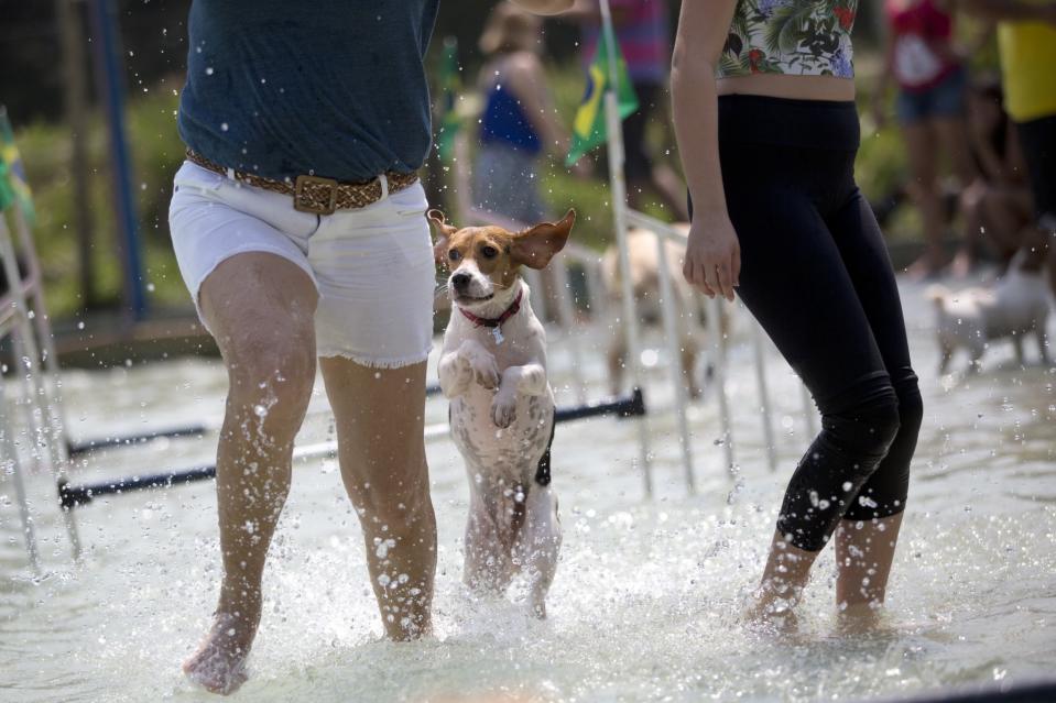 <p>Dog “Mima” runs with its owners in the jumping competition during the Dog Olympic Games in Rio de Janeiro, Brazil, Sunday, Sept. 18, 2016. Owner of the dog park and organizer of the animal event Marco Antonio Toto says his goal is to socialize humans and their pets while celebrating sports. (AP Photo/Silvia Izquierdo) </p>