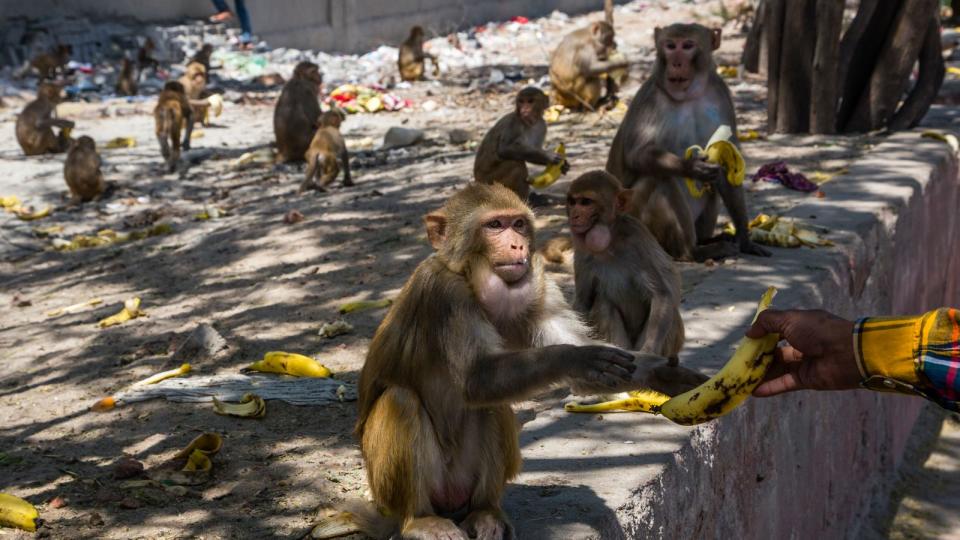 People have been asked not to feed monkeys during the pandemic, although many have come to rely on human sources of food