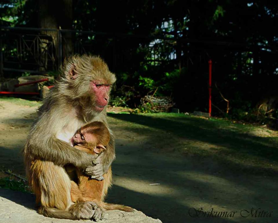 Travel India Wildlife Rhesus Macaque