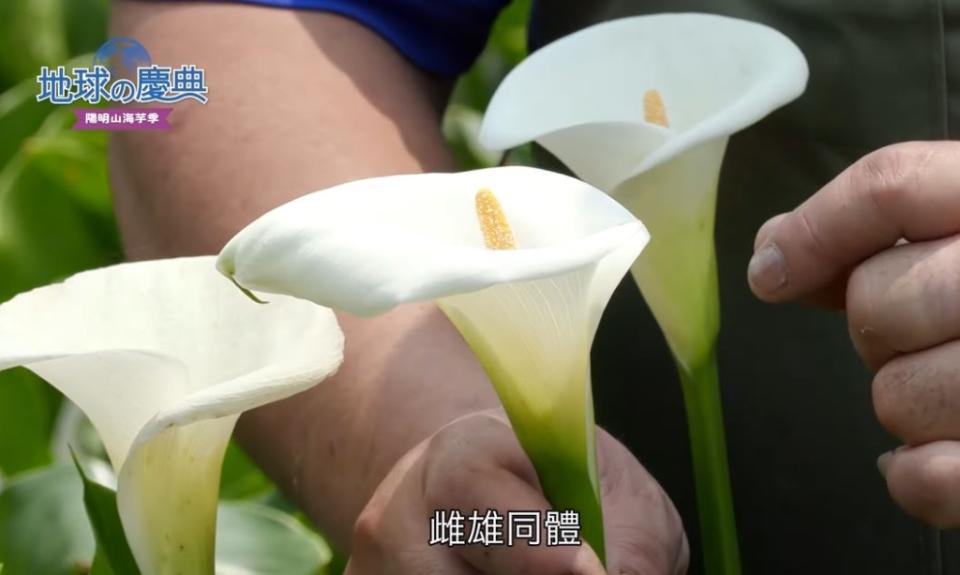 陽明山竹子湖除了避暑賞繡球花以外《地球的慶典》還要帶你去吃美食遊秘境採海芋