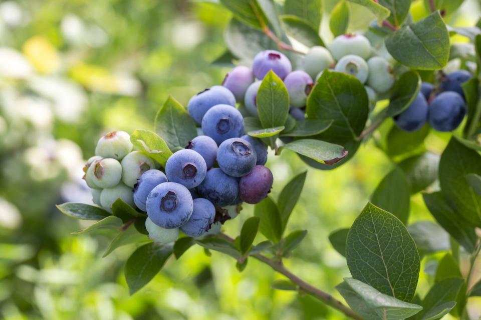 blueberry farm with bunch of ripe fruits on tree during harvest season