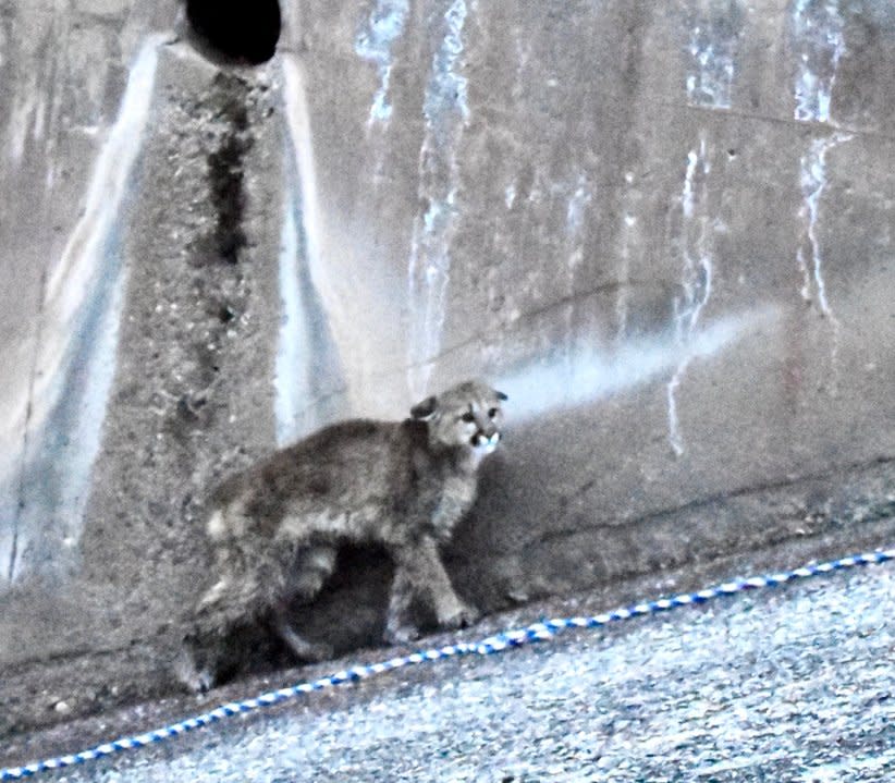 A yearling mountain lion stands next to a rope as CPW tries to rescue it from a dam spillway.