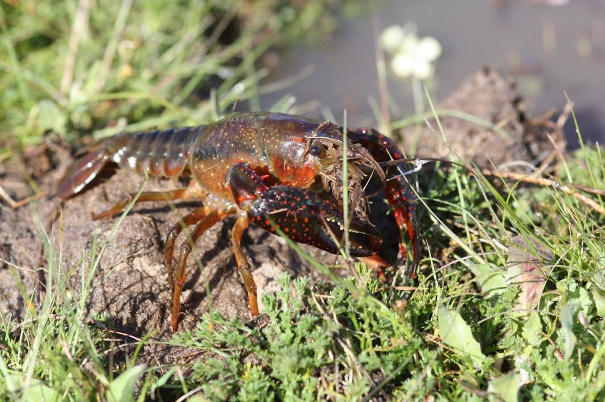 Ejemplar de cangrejo rojo americano en el caño de la Algaida de la Caquera, en Doñana. <a href="https://www.csic.es/es/actualidad-del-csic/los-cangrejos-de-origen-americano-ocupan-el-95-del-nicho-del-cangrejo-de-rio-en" rel="nofollow noopener" target="_blank" data-ylk="slk:EBD - CSIC;elm:context_link;itc:0;sec:content-canvas" class="link ">EBD - CSIC</a>