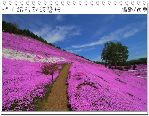 東藻琴芝櫻公園怒放超級滿開 撲天蓋地席捲而來的粉紅浪漫櫻花雪 一生一定要來朝聖一次的日本秘境
