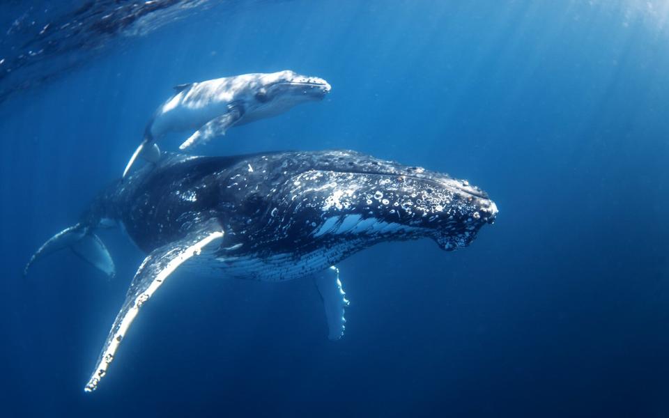 Humpback Whale