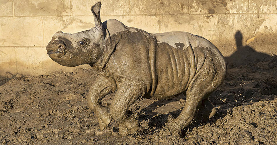 This Monday, Dec. 9, 2019 photo from the San Diego Zoo shows a 19-day old white rhino that has been named Future for what the baby represents to rhino conservation worldwide, at San Diego Zoo Safari Park in Escondido, Calif. The calf is bonding with her mother and frolicking in the maternity yard left wet by recent storms. "Future's new favorite thing is mud," zookeeper Marco Zeno said in a statement. "She sees a puddle and she wants to roll in it!" The female southern white rhino was born Nov. 21 to to an 11-year-old mother named Amani. (Ken Bohn/San Diego Zoo via AP)