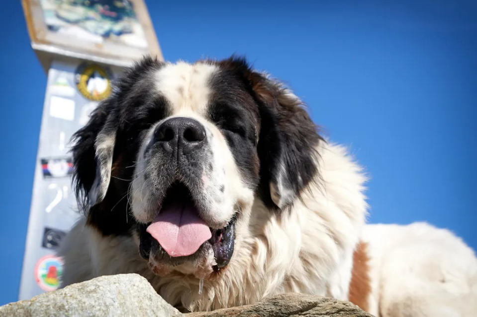 Happy Saint Bernard puppy at the dog park.