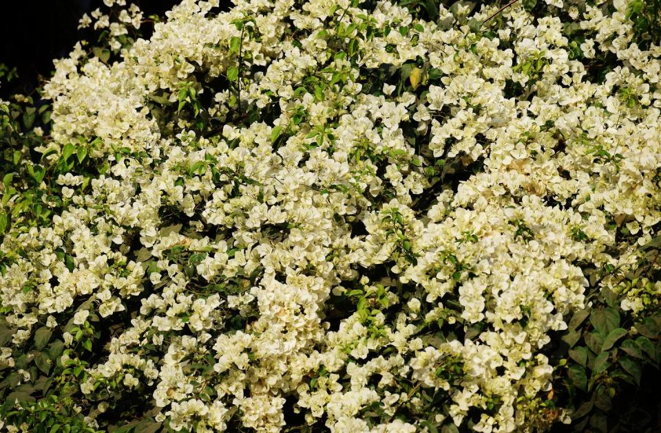 'earth laughs in flowers' rw emerson bougainvillea vine overloaded with white flowersbougainvillea spectabilis nyctaginaceae family