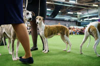 <p>Whippets compete at the 142nd Westminster Kennel Club Dog Show at The Piers on eb. 12, 2018 in New York City. (Photo: Drew Angerer/Getty Images) </p>