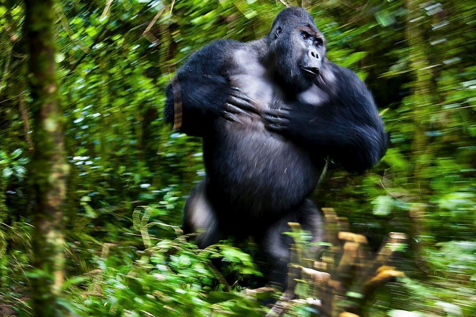 A gorilla runs through the forest.
