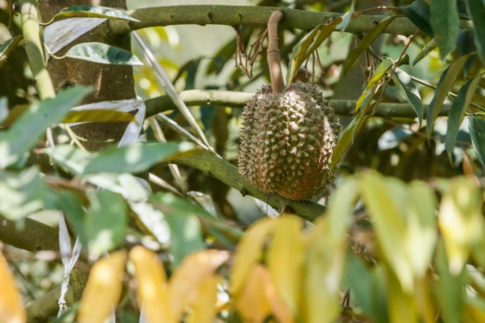 The young Musang King trees have started fruiting. 