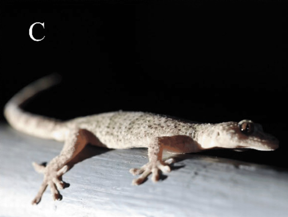 A Gekko kaiyai, or Dabie Mountains gecko, perched on a fence at night.