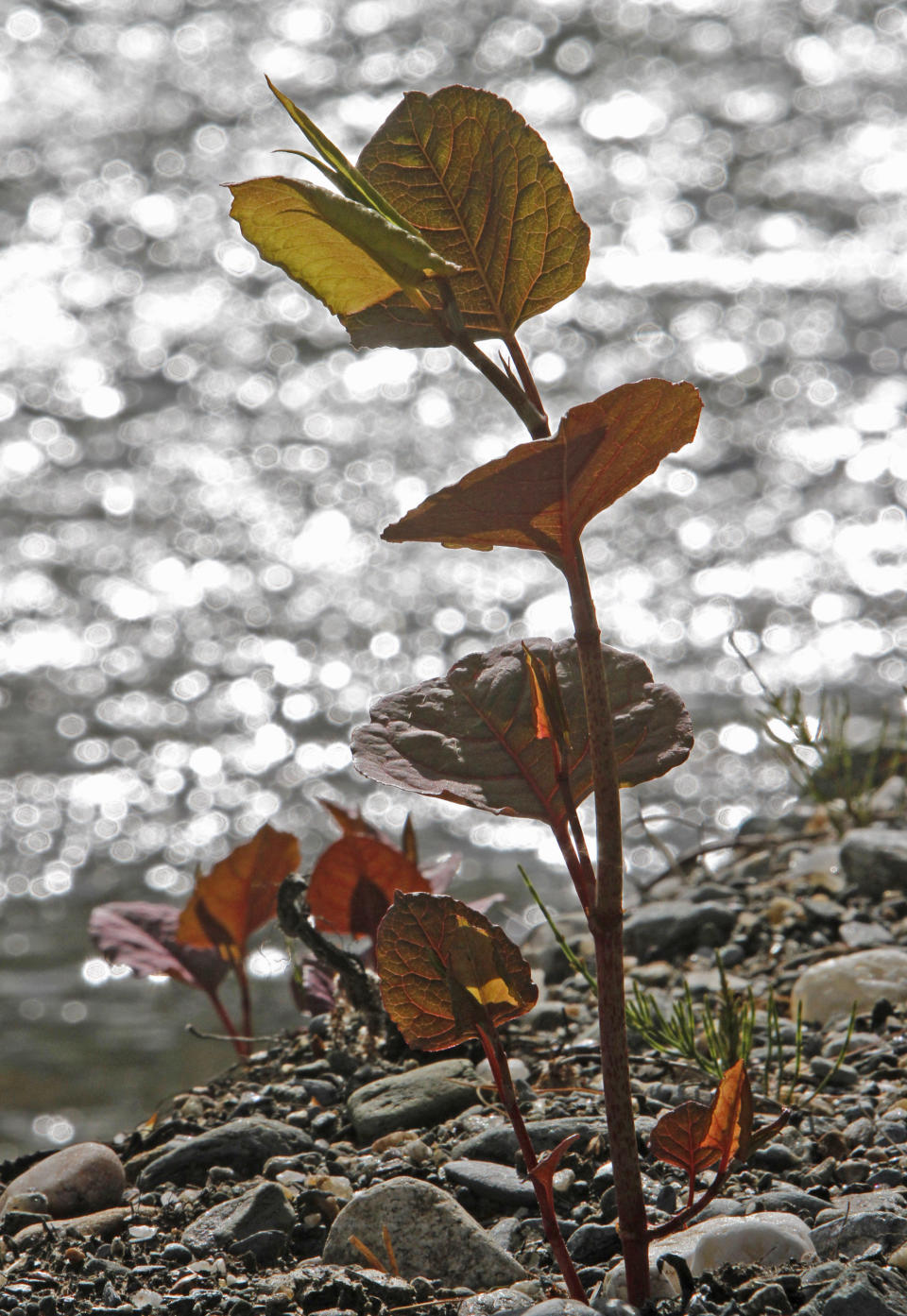 In this April 26, 2012, photo, Japanese knotweed grows on a stream bank in Bethel, Vt. The flood waters of Tropical Storm Irene and work to remove silt and restore roads afterward had an unintended consequence: they spread Japanese knotweed, an invasive plant that has already clogged some river banks and roadsides in Vermont. (AP Photo/Toby Talbot)