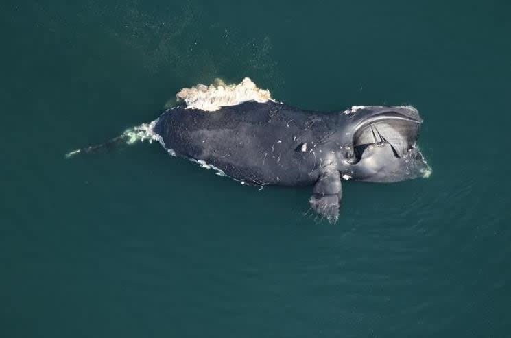 A dead female North Atlantic right whale, #1950, was found floating offshore east of Back Bay National Wildlife Refuge, Virginia. (Clearwater Marine Aquarium Research Institute, taken under NOAA permit #24359 - image credit)