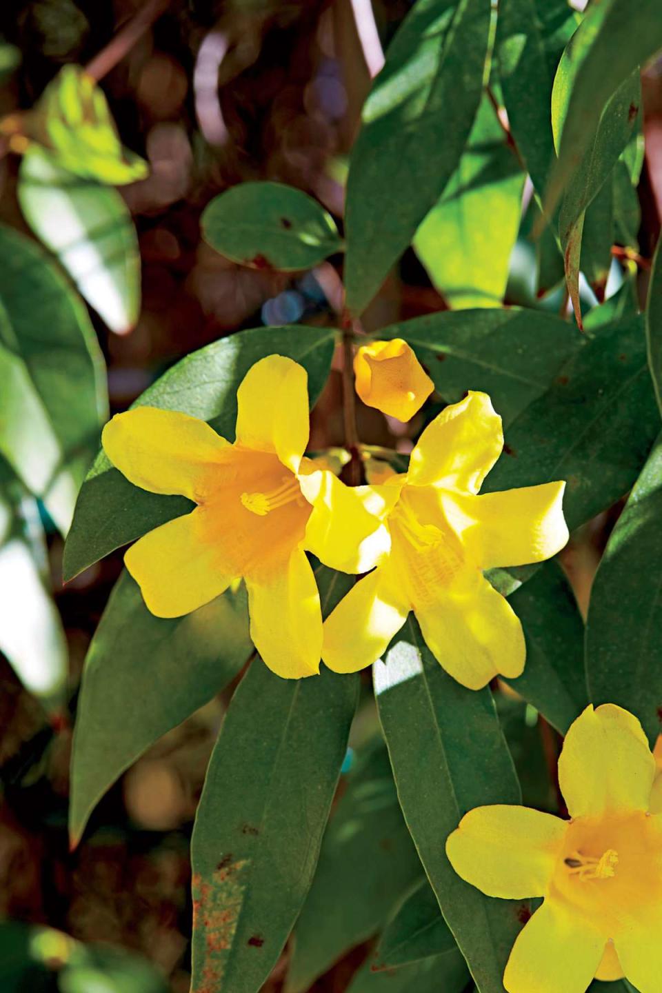 Carolina Jessamine